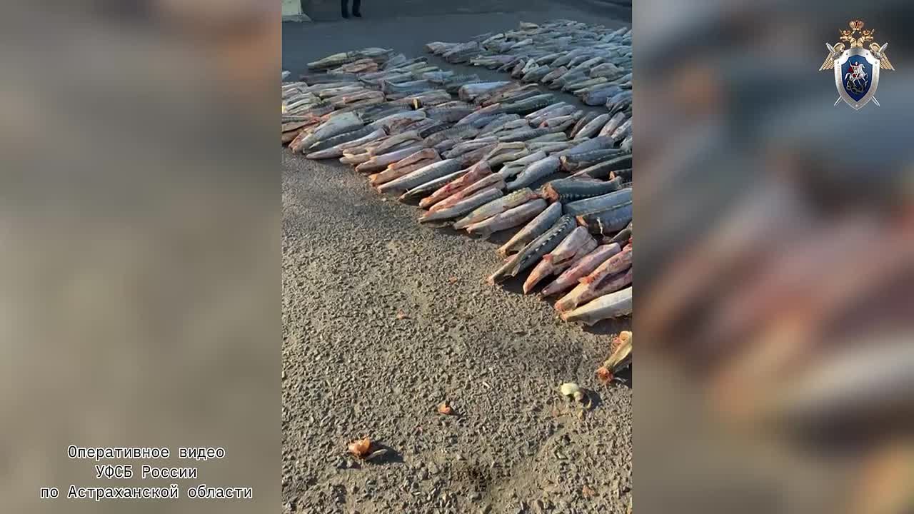 Силовики пресекли нелегальную поставку в Саратов осетра на 250 млн рублей