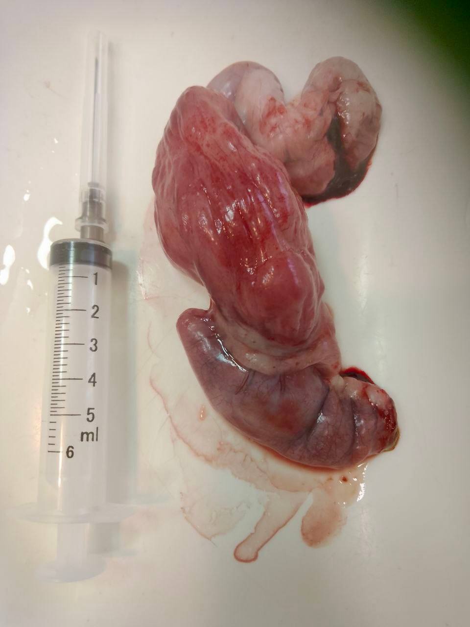 В Саратове хирург-онколог спас кота с опухолью тонкого кишечника В Саратове хирург-онколог спас кота с опухолью тонкого кишечника