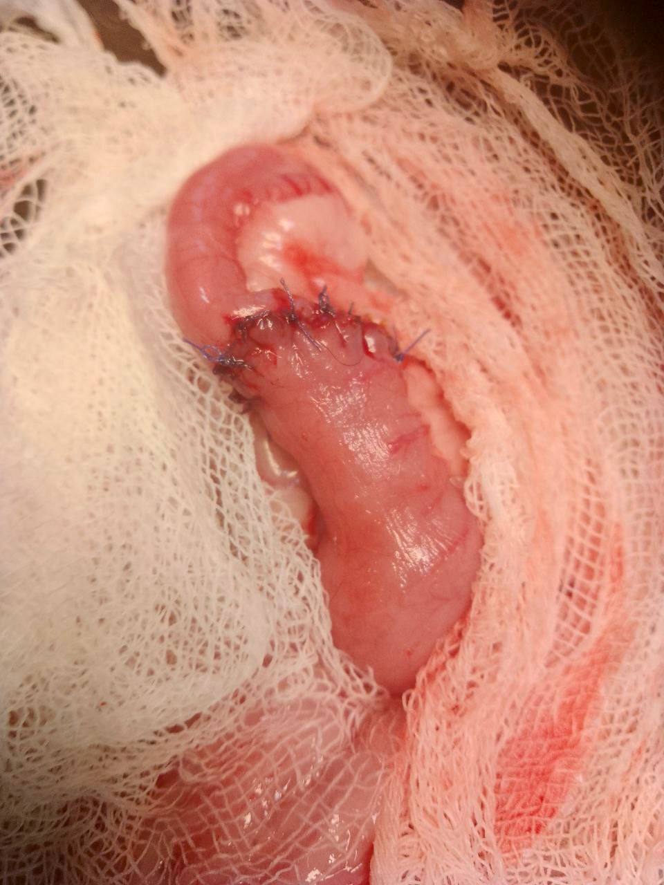 В Саратове хирург-онколог спас кота с опухолью тонкого кишечника В Саратове хирург-онколог спас кота с опухолью тонкого кишечника