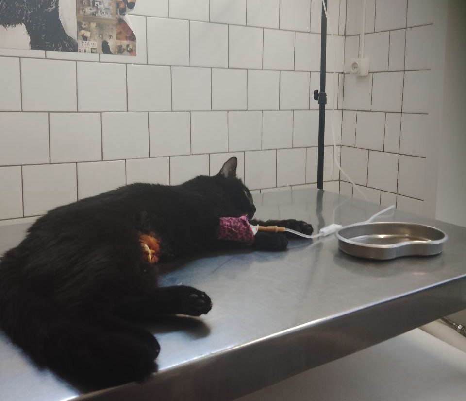 В Саратове хирург-онколог спас кота с опухолью тонкого кишечника