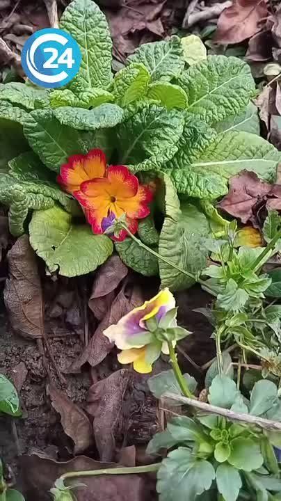 �� ����� ����� �������?. ��������� "������� 24" ��������� � ���� ������� �������� �������� � ������ ����