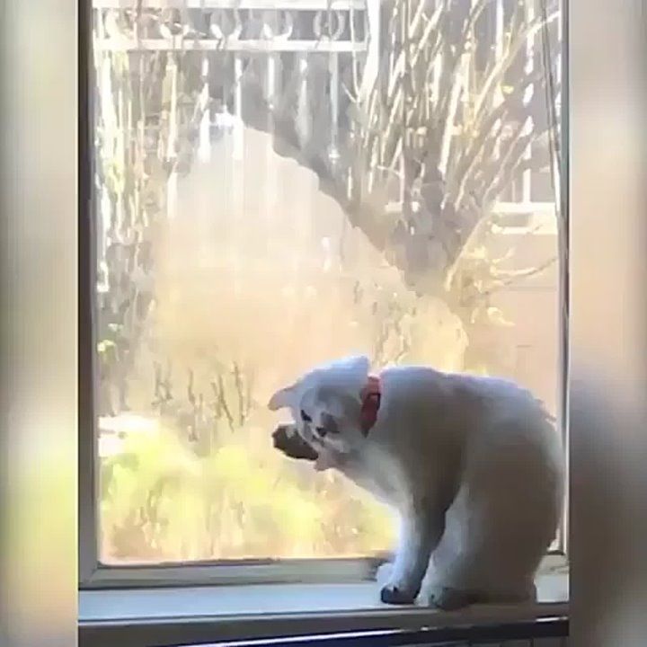 ����� ������������ ���������� ���� ������ ��������