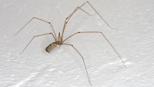 Помыть пол, но не только: это простое средство отпугнет пауков