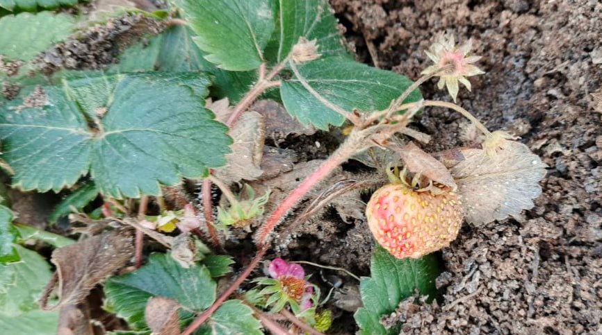 В Новоузенском районе начала спеть клубника В Новоузенском районе начала спеть клубника