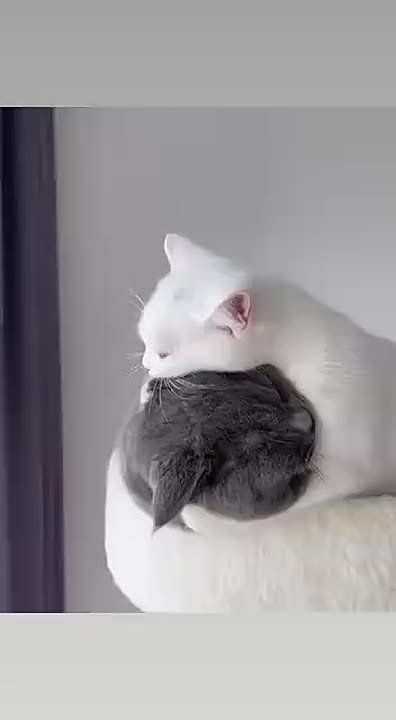 ������� ����