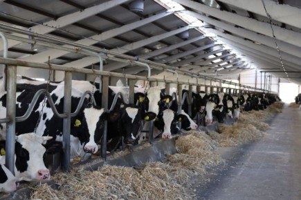 В Саратовской области запущен современный животноводческий комплекс