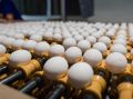 В Саратовской области произведено более миллиарда штук яиц