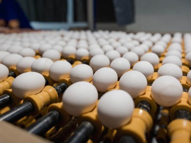 В Саратовской области произведено более миллиарда штук яиц