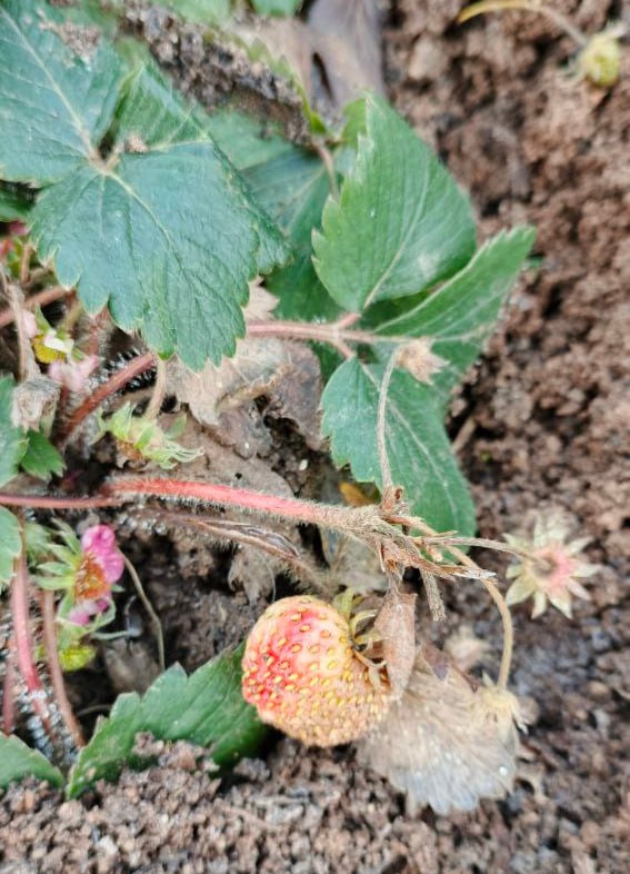 В Новоузенском районе начала спеть клубника В Новоузенском районе начала спеть клубника