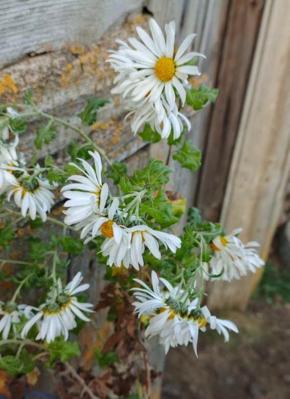 В Новоузенском районе начала спеть клубника В Новоузенском районе начала спеть клубника