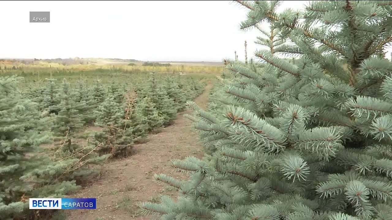 Сохранять, а не продавать. В Саратовской области в этом году снова откажутся от вырубки елок для продажи к Новому году