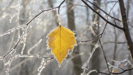 В Саратовской области ожидают изморозь и понижение дневной температуры до -4