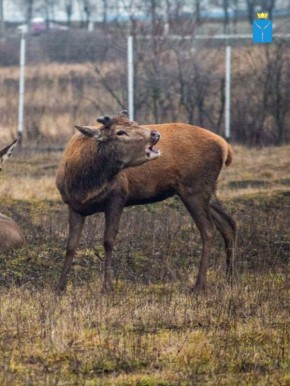 Саратовский благородный олень сбросил рога не по сезону