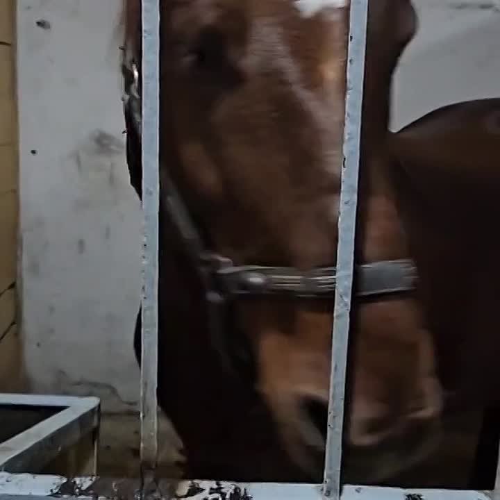 В Саратове нашли символ Нового года — "огненную" лошадь