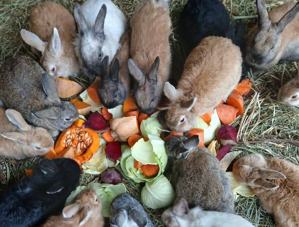 Жителей Саратова просят помочь живому уголку в Детском парке