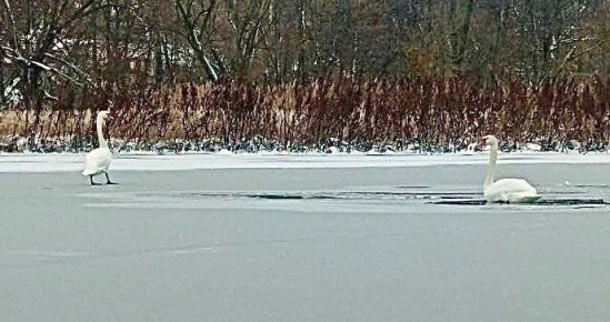 Пара лебедей облюбовала водоем и оказалась в ледяной ловушке