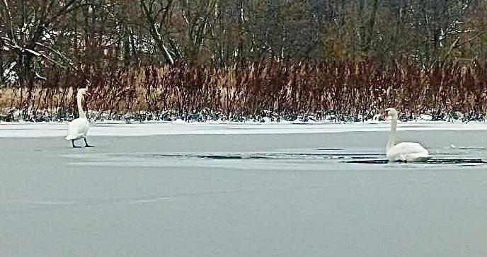 Пара лебедей облюбовала водоем и оказалась в ледяной ловушке