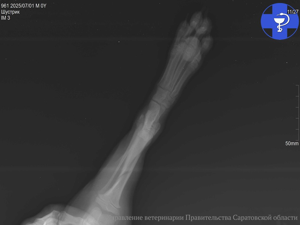 В Саратове ветеринары помогли Шустрику со сломанной лапой В Саратове ветеринары помогли Шустрику со сломанной лапой