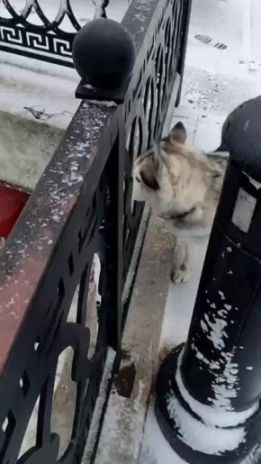 В Саратове на Волге заметили комки пены со снегом