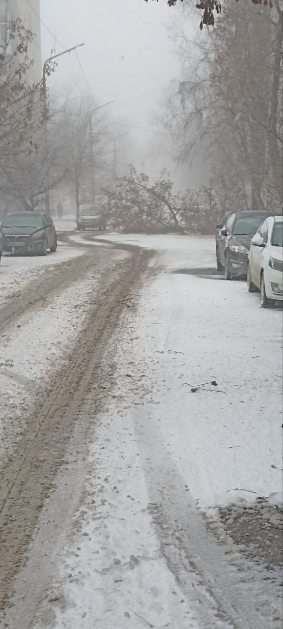 Непогода продолжает валить деревья Непогода продолжает валить деревья