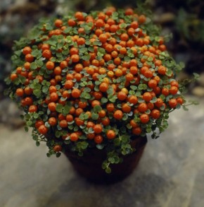 Коралловый мох: новое слово в праздничном декоре