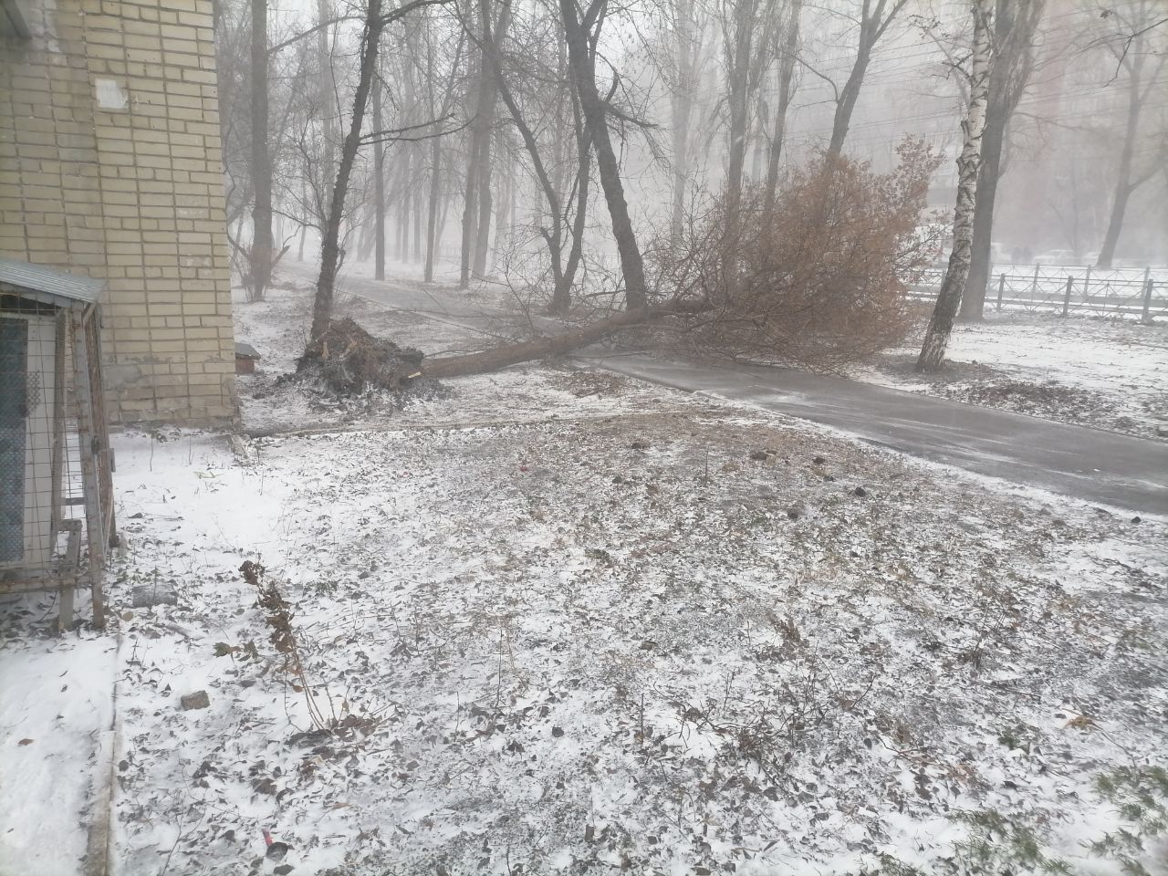 Непогода продолжает валить деревья Непогода продолжает валить деревья