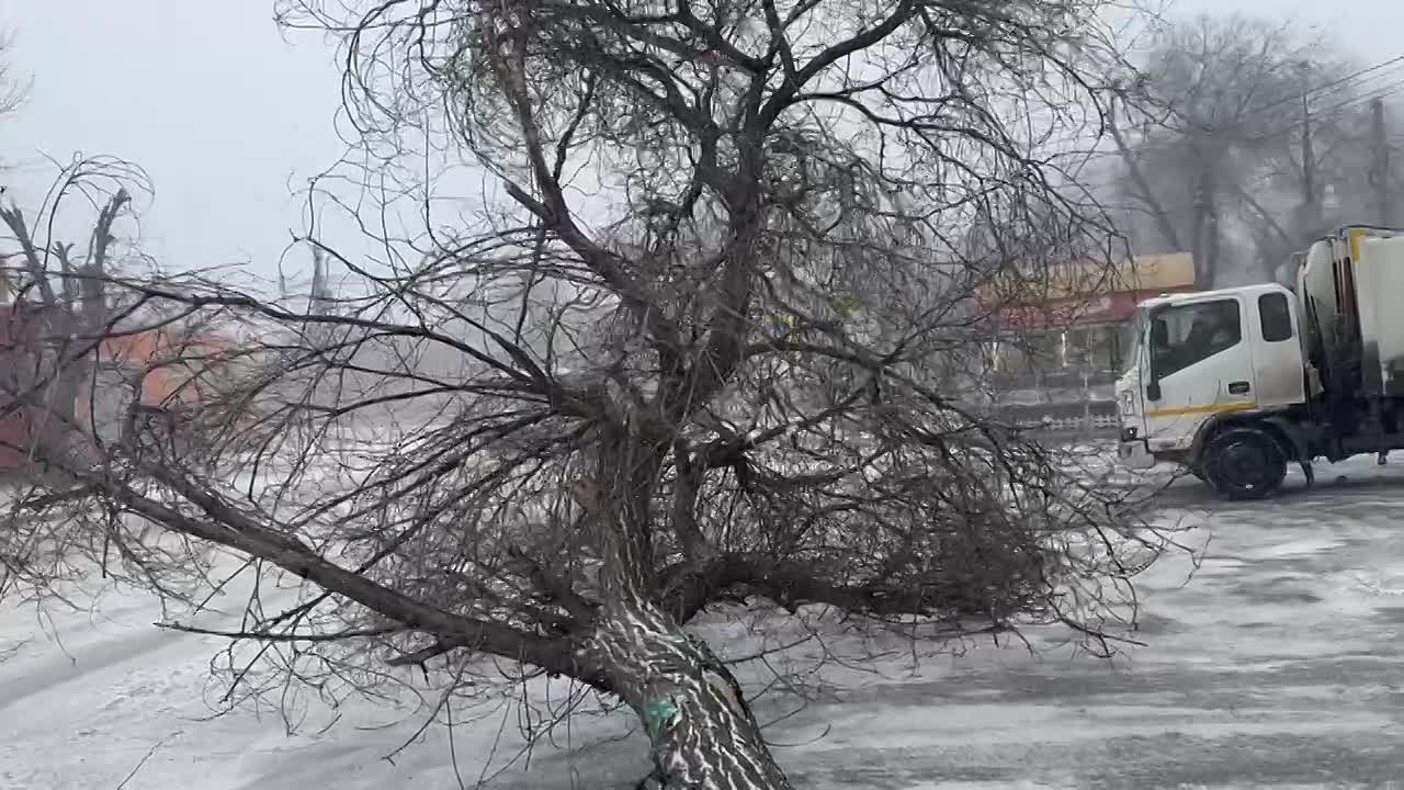 Непогода продолжает валить деревья