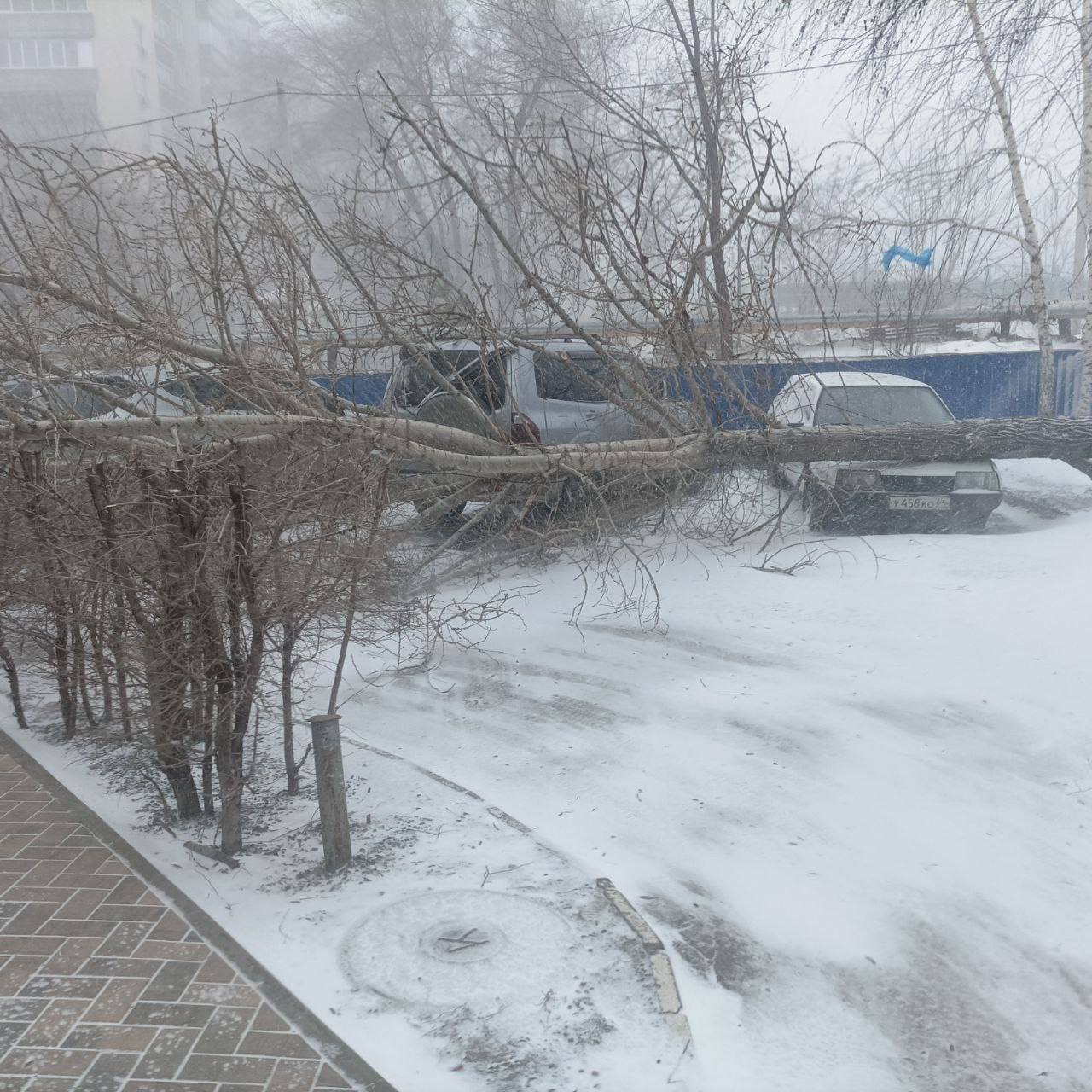 Непогода продолжает валить деревья Непогода продолжает валить деревья