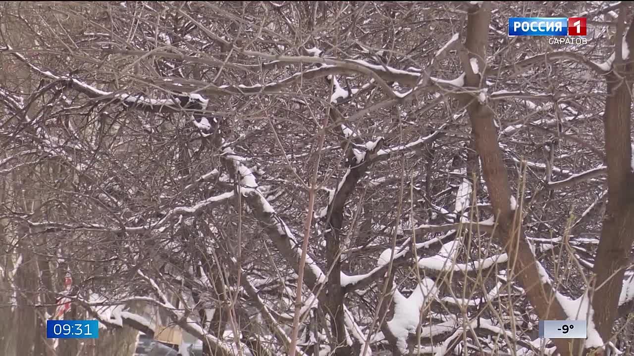 Сегодня в Саратовской области прогнозируется метель и слабый мороз