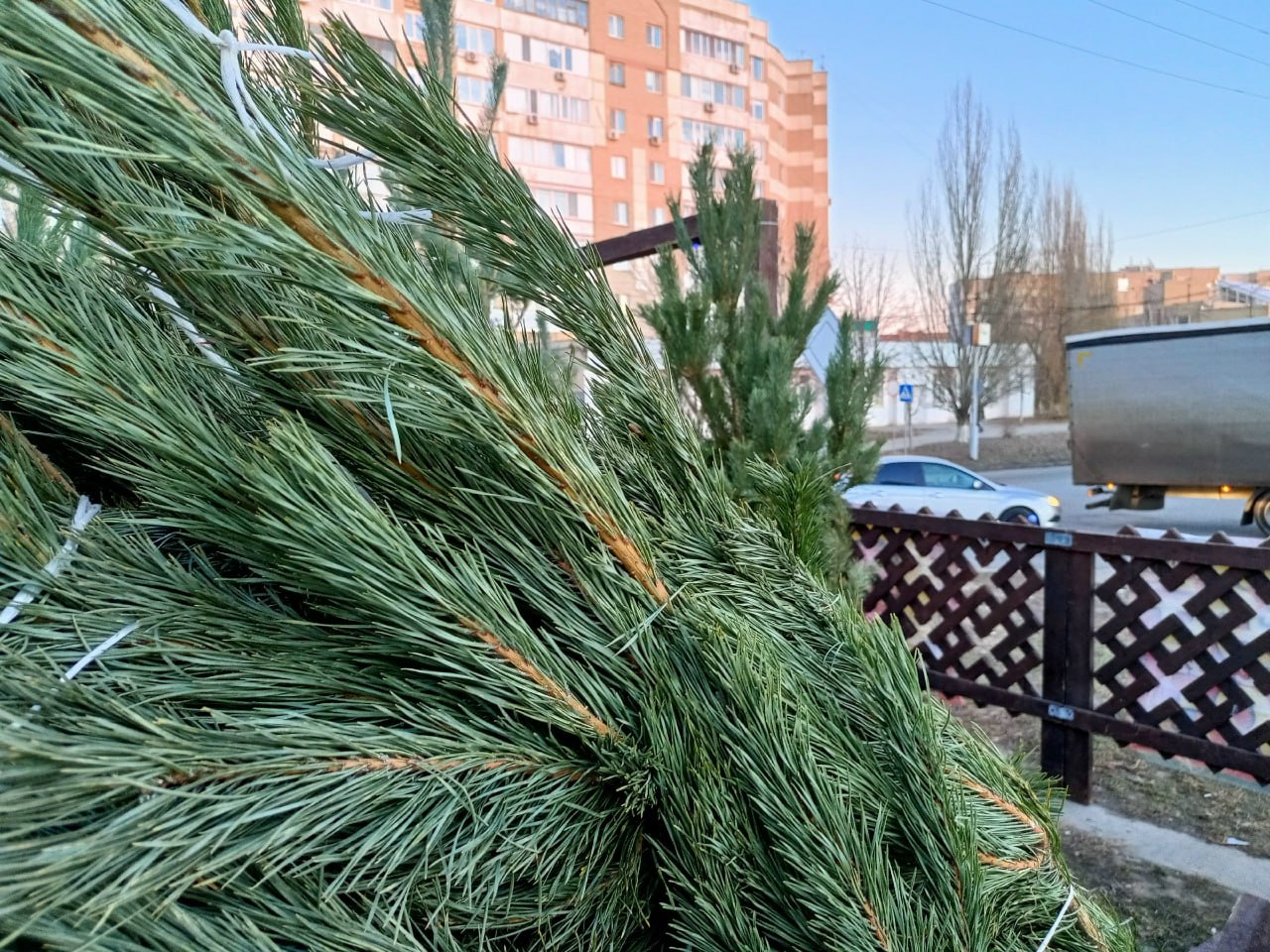 В Саратове и Энгельсе заработали елочные базары