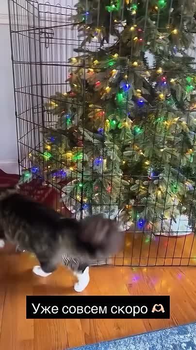 ������� ����������� � ���� ������������)