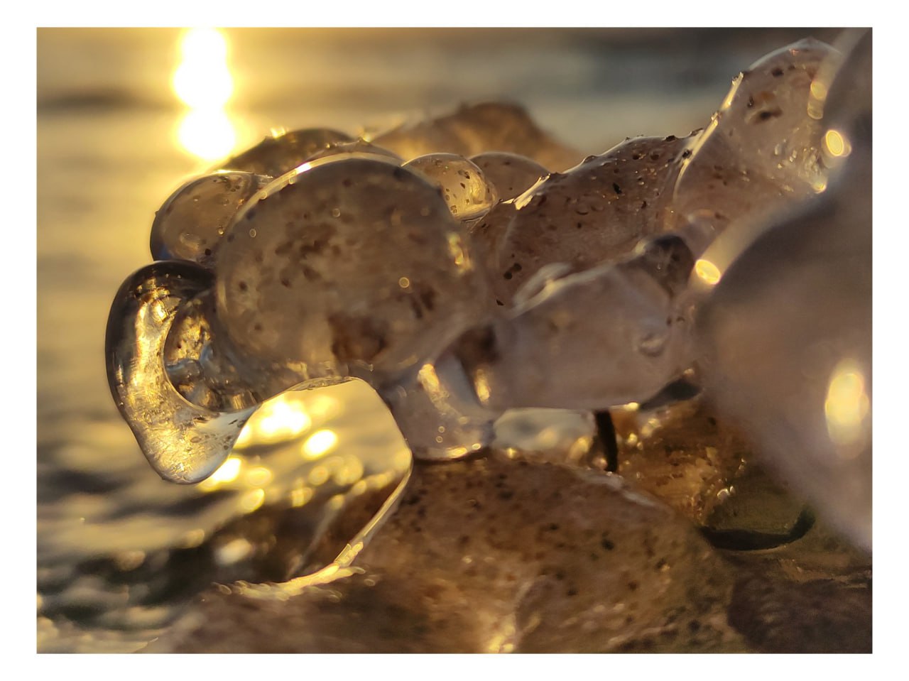 "Грозди винограда" на берегу Волги "Грозди винограда" на берегу Волги