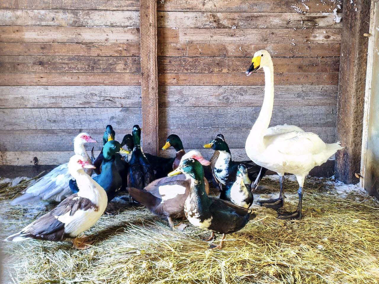 Саратовцы спасают замерзающих лебедей Саратовцы спасают замерзающих лебедей