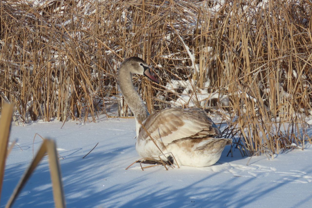 Саратовцы спасают замерзающих лебедей Саратовцы спасают замерзающих лебедей