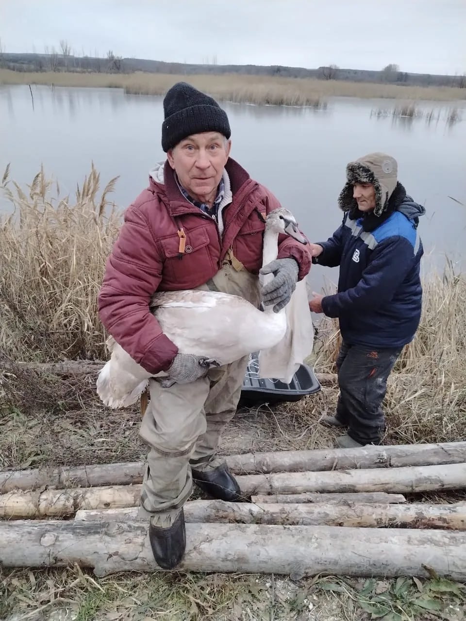 Саратовцы спасают замерзающих лебедей Саратовцы спасают замерзающих лебедей