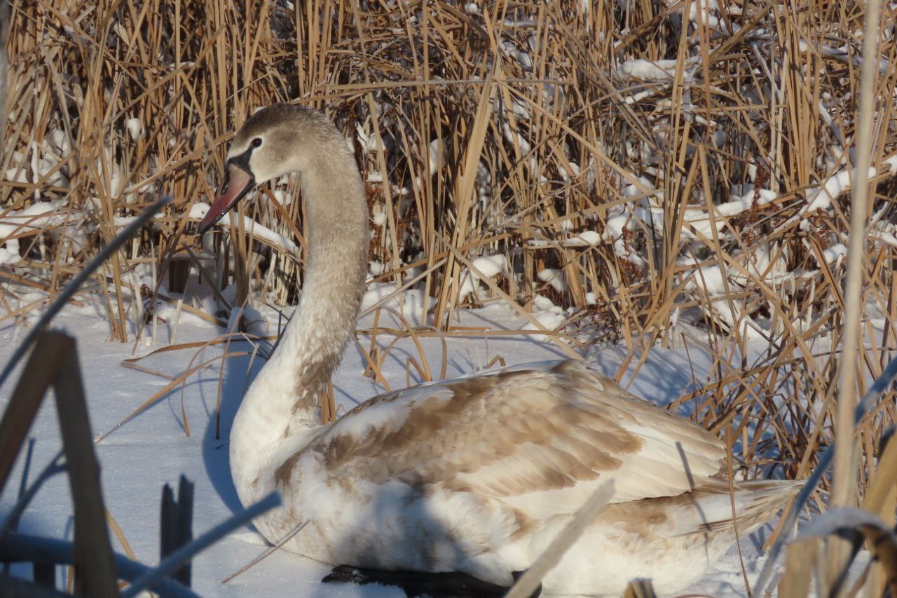 Саратовцы спасают замерзающих лебедей Саратовцы спасают замерзающих лебедей