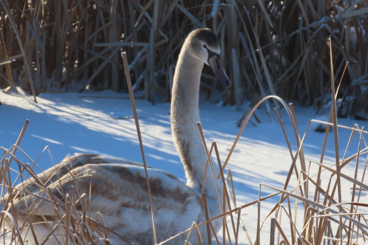 Саратовцы спасают замерзающих лебедей Саратовцы спасают замерзающих лебедей