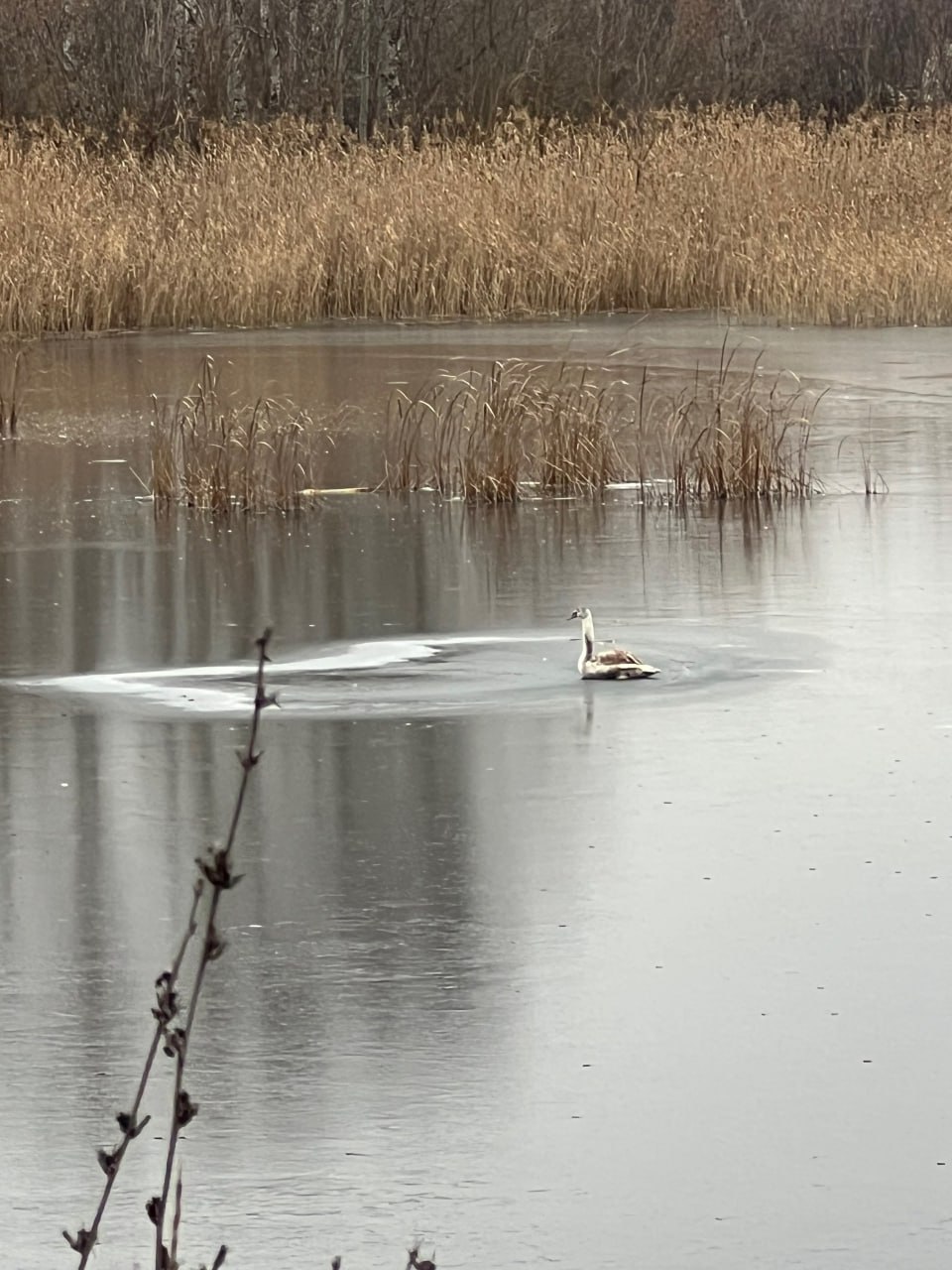 Саратовцы спасают замерзающих лебедей Саратовцы спасают замерзающих лебедей