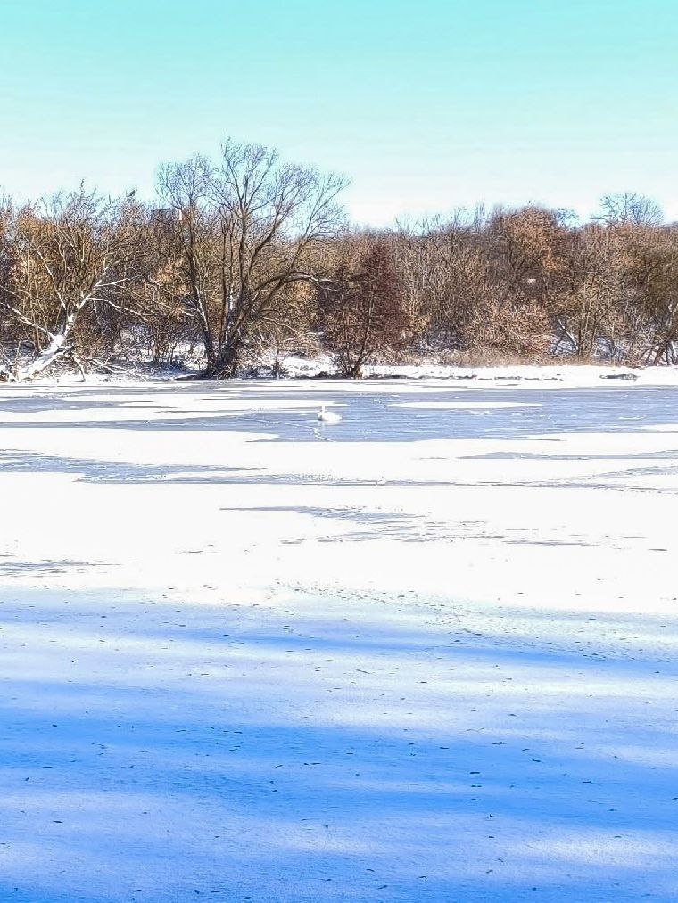 Саратовцы спасают замерзающих лебедей Саратовцы спасают замерзающих лебедей