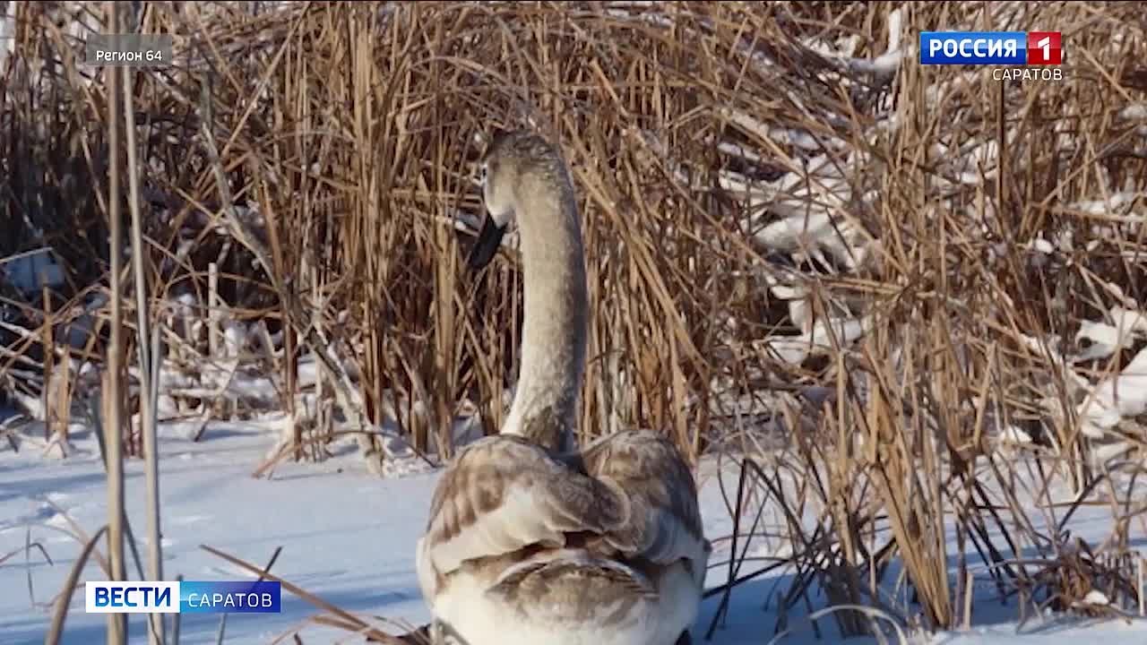 Чудесное спасение. Лебедь чуть не погиб на замерзающем пруду