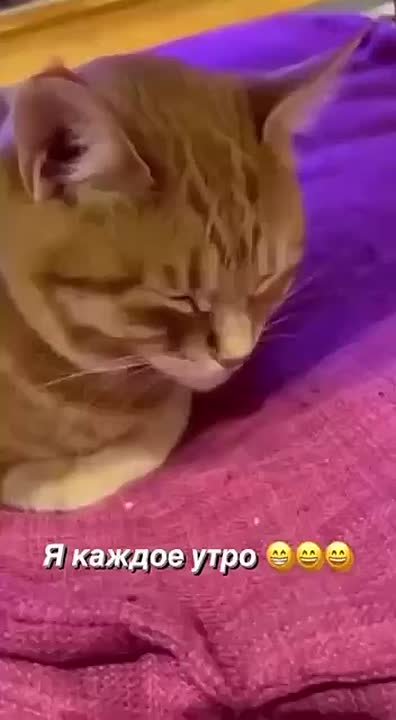 Знакомо?) Бодрого утра!