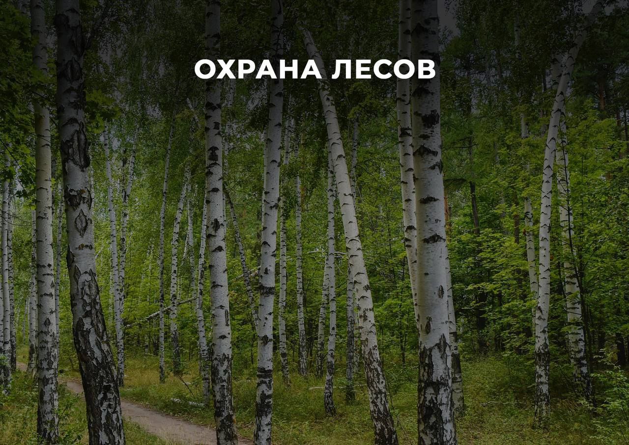 Роман Бусаргин: Заседание Правительства. Охрана лесов