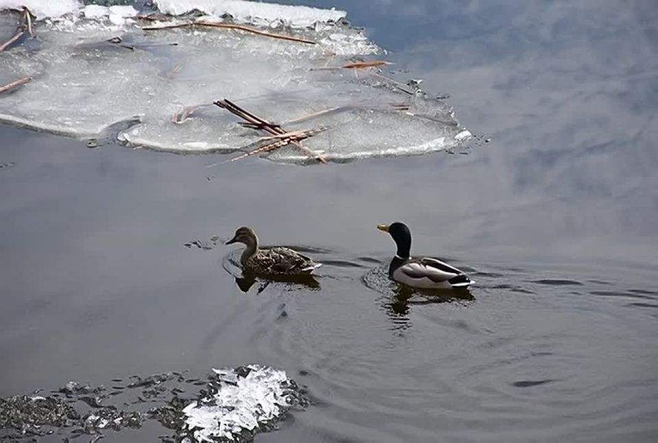 ���������� ��������� ������ ��������