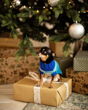 Саратовцам назвали самые популярные породы собак