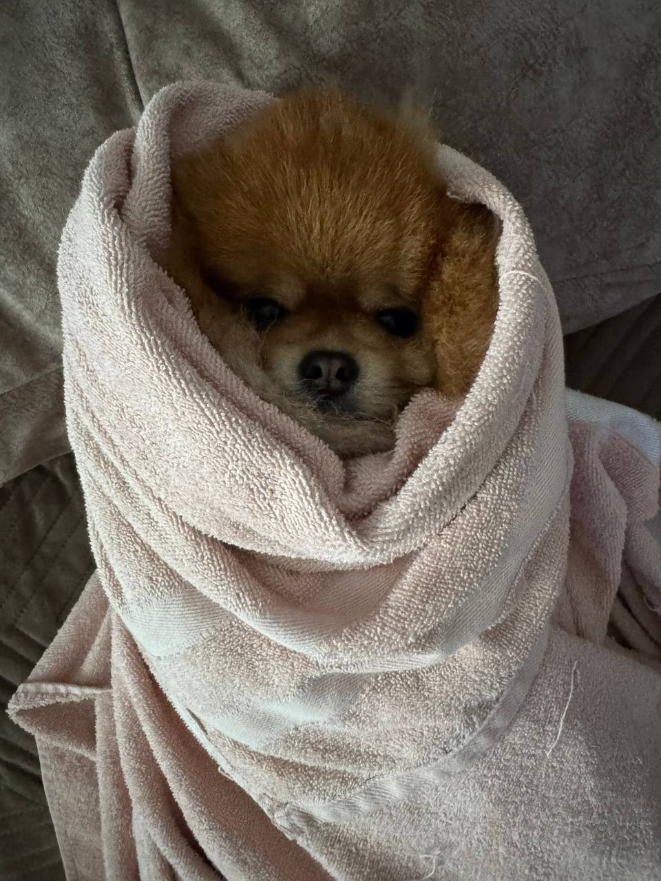 Саратовцам назвали самые популярные породы собак Саратовцам назвали самые популярные породы собак