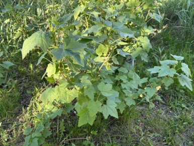 ������ ������� ������ ��������� � ���� � ��� ����� �������������?