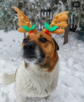 ������� - 21 �������, �����������