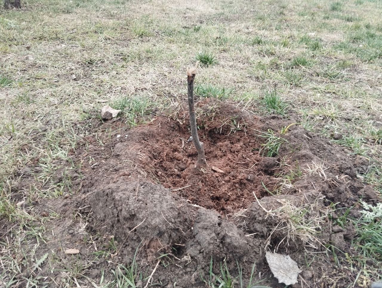 Обнаружены случаи вандализма на общественных территориях Обнаружены случаи вандализма на общественных территориях