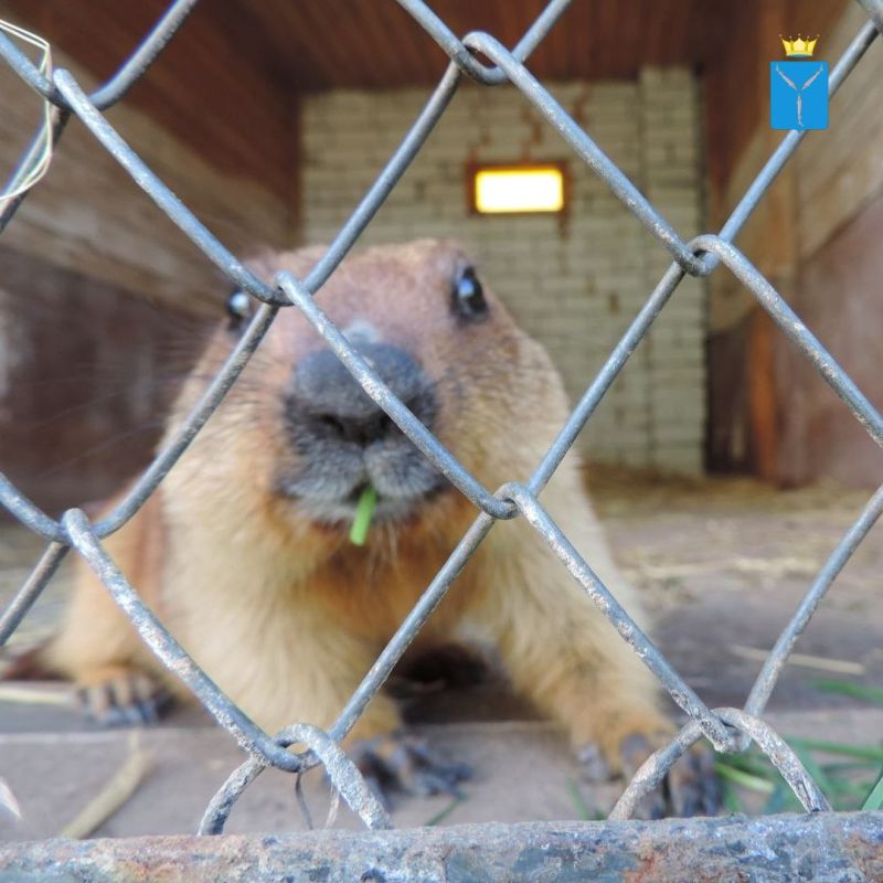 Саратовский "синоптик" впал в спячку