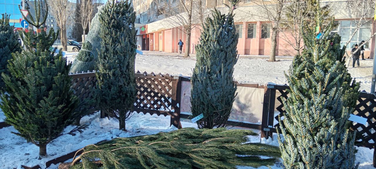 Клещи на елках - это фантастика